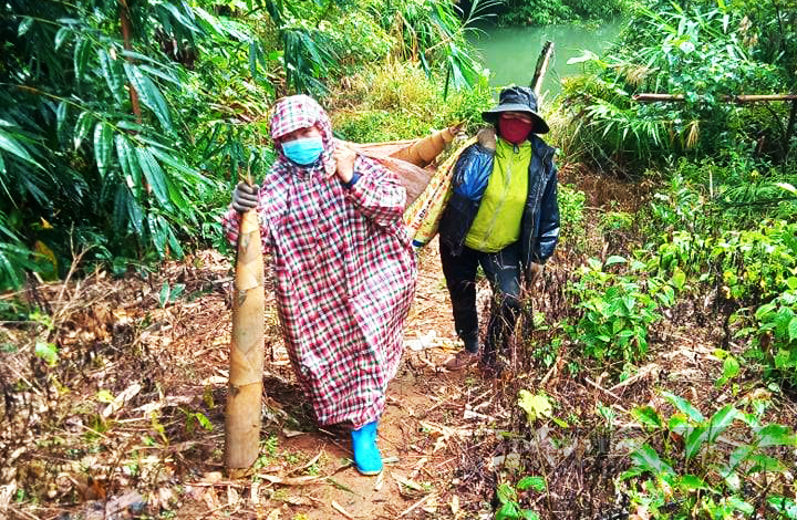 Thời tiết ở Đắk Nông đang có mưa liên tục nhưng người dân vẫn đi gom nông sản. Ảnh: Duy Hậu.