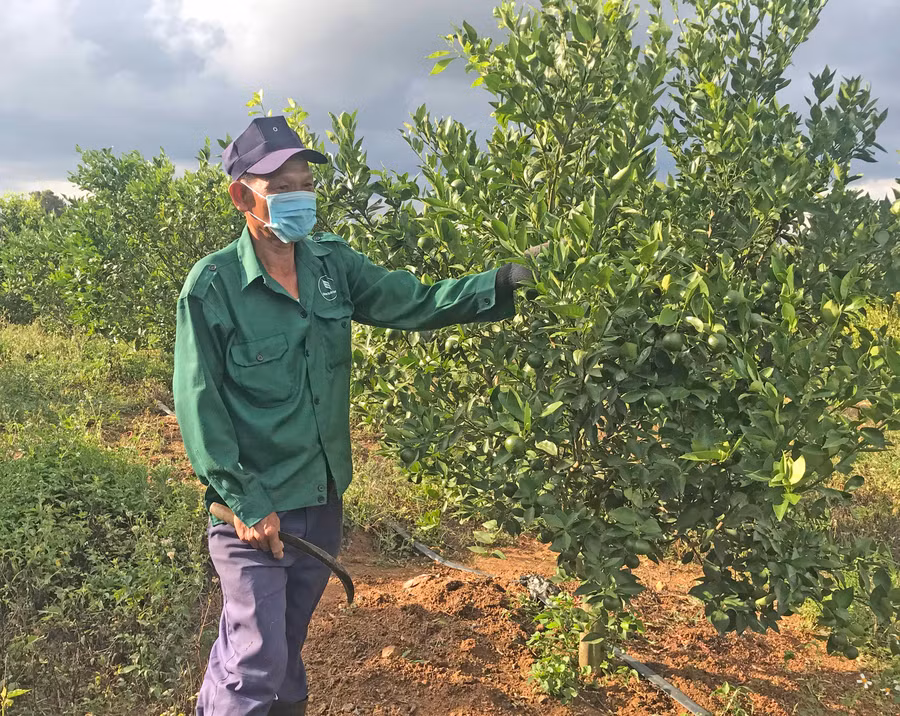 Vườn quýt đường đạt tiêu chuẩn VietGAP của ông Nguyễn Minh Đệ đang nuôi quả chờ thu hoạch