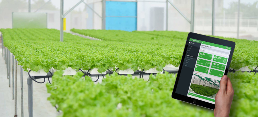 Hachi ứng dụng công nghệ 4.0 vào các trang trại công nghệ cao, giúp tăng năng suất, không sử dụng thuốc trừ sâu. Ảnh: NVCC