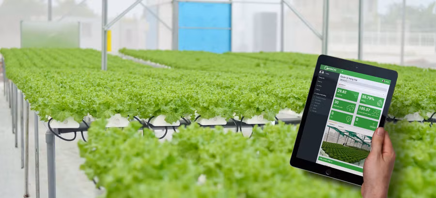 Hachi ứng dụng công nghệ 4.0 vào các trang trại công nghệ cao, giúp tăng năng suất, không sử dụng thuốc trừ sâu. Ảnh: NVCC