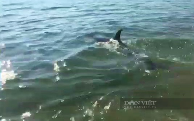 Con cá heo bơi ra biển trước niềm vui của lực lượng cứu hộ (Ảnh: Cắt từ clip)