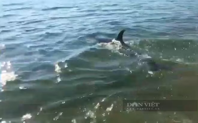 Con cá heo bơi ra biển trước niềm vui của lực lượng cứu hộ (Ảnh: Cắt từ clip)