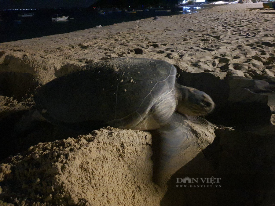 Rùa bò vào bờ đẻ được 99 quả trứng. Ảnh: TB. Rùa bò vào bờ đẻ được 99 quả trứng. Ảnh: TB.