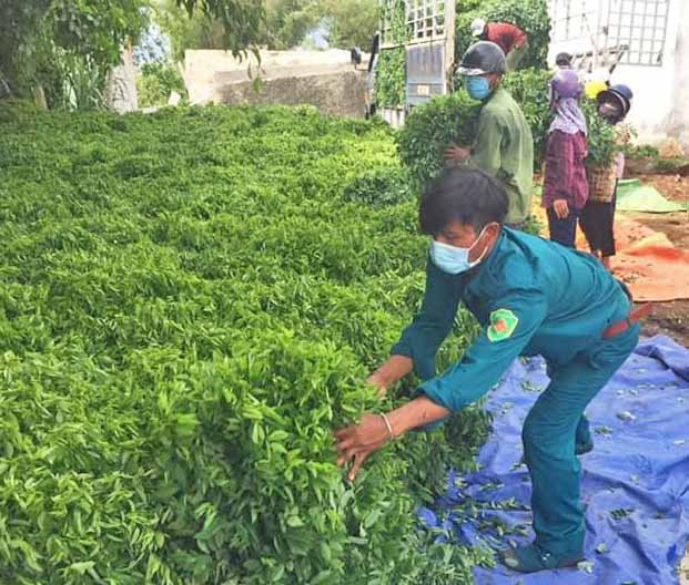 Hội viên, nông dân xã Ia Hiao (huyện Phú Thiện) cùng lực lượng dân quân, đoàn viên vận chuyển 16 tấn rau ngót lên xe hỗ trợ TP. Hồ Chí Minh. Ảnh: Vũ Chi