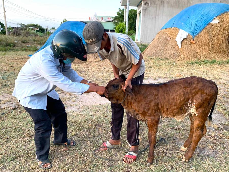 Lấy mẫu dịch mũi để xét nghiệm bệnh viêm da nổi cục. Ảnh Ngọc Minh
