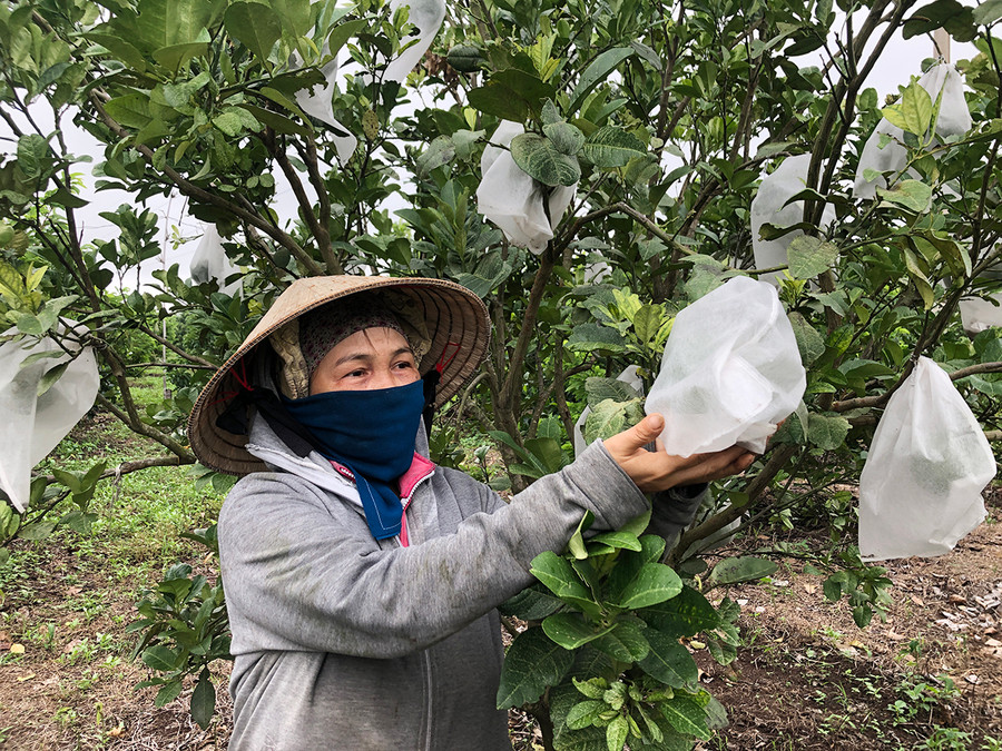  Sau khi chuyển sang trồng cây ăn quả, gia đình bà Hồ Thị Hạnh (thôn 2, xã Kông Yang, huyện Kông Chro) có thu nhập cao gấp 5 lần so với cây mì. Ảnh: An Phát