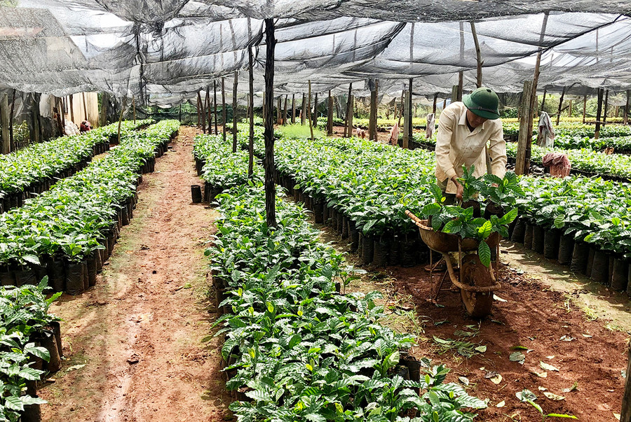 Cơ sở sản xuất cây giống Thanh Kiều chuẩn bị cà phê giống cung ứng cho người dân. Ảnh: Lê Nam Cơ sở sản xuất cây giống Thanh Kiều chuẩn bị cà phê giống cung ứng cho người dân. Ảnh: Lê Nam