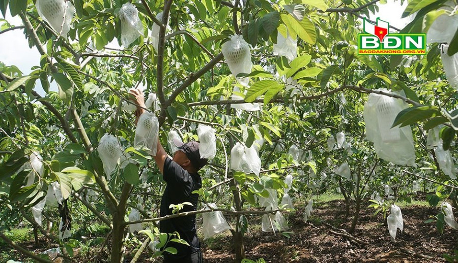 Vườn na Thái của ông Chiên, thôn Tân Lợi, xã Đắk Gằn (huyện Đắk Mil, tỉnh Đắk Nông) đang cho thu nhập khoảng 400 triệu đồng/vụ