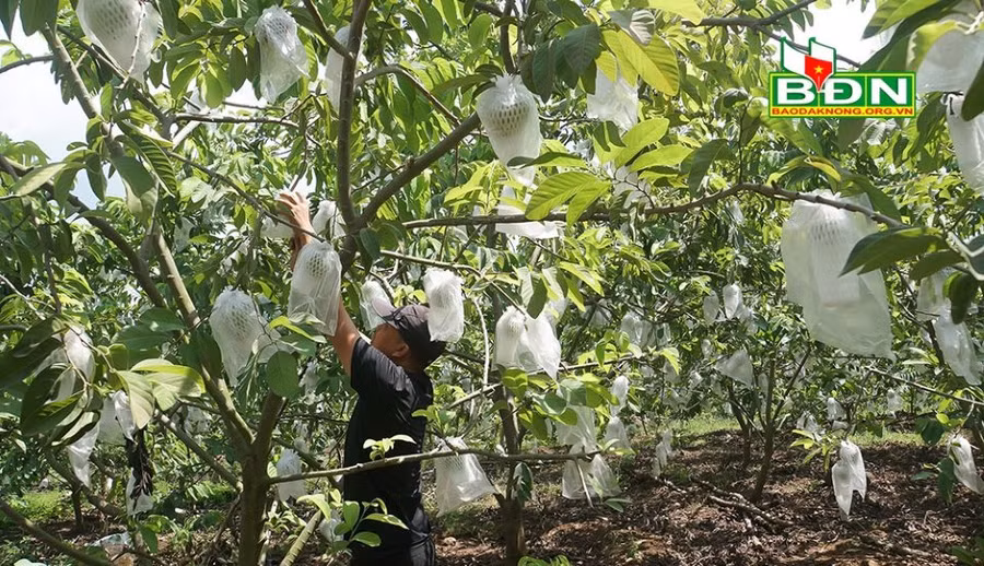 Vườn na Thái của ông Chiên, thôn Tân Lợi, xã Đắk Gằn (huyện Đắk Mil, tỉnh Đắk Nông) đang cho thu nhập khoảng 400 triệu đồng/vụ