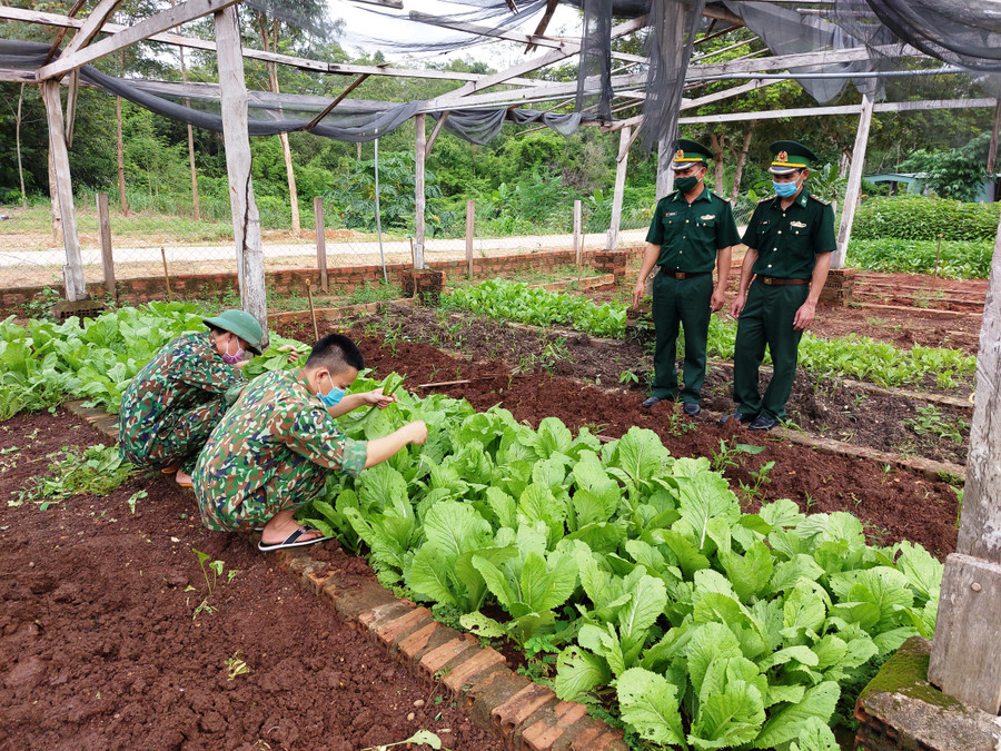 Thượng úy Trung (bên phải) cùng lãnh đạo đơn vị kiểm tra vườn rau tăng gia
