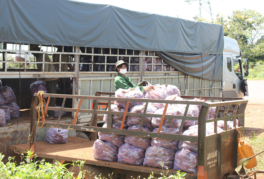  Xe tải từ các tỉnh về xã Ia Băng (huyện Chư Prông) vận chuyển khoai lang đi tiêu thụ. Ảnh: Nguyễn Diệp