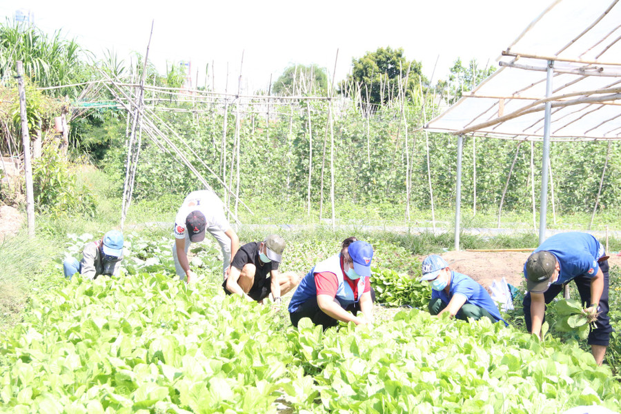 Các bạn trẻ ở Kon Tum tham gia nhổ rau gửi về vùng dịch. Ảnh: ĐỨC NHẬT