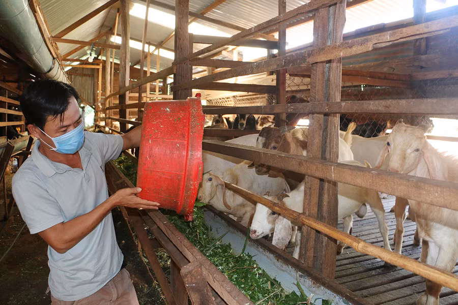 Nhờ chuyển sang nuôi dê, mỗi năm, gia đình ông Đoàn Văn Thái (thôn Thủy Phú, xã Ia Blứ) thu nhập hàng trăm triệu đồng. Ảnh: Quang Tấn