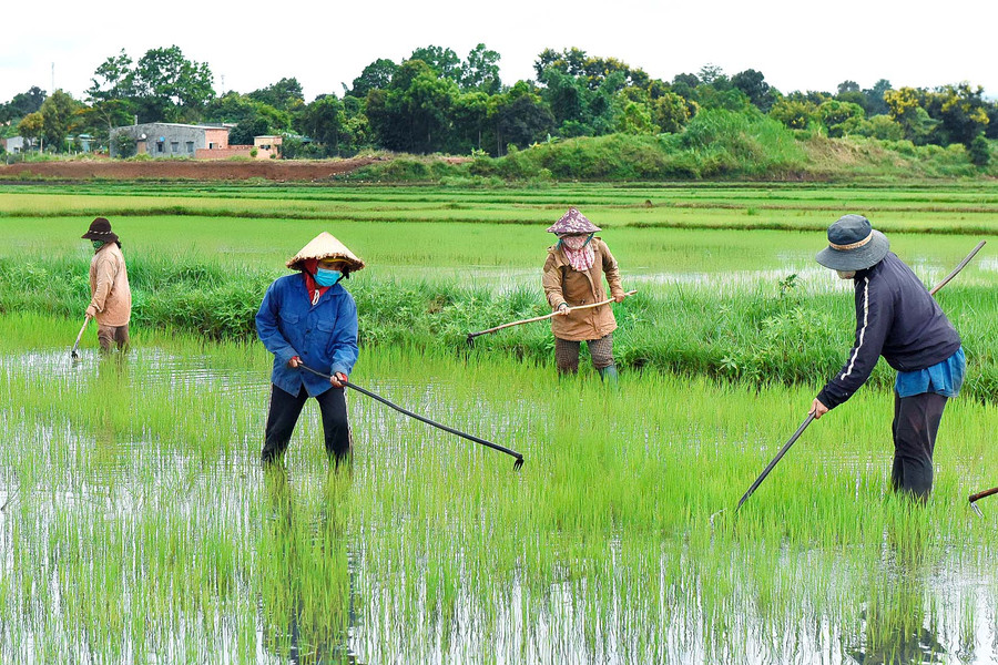 Người dân tham gia mô hình cánh đồng lúa một giống chăm sóc lúa sau sạ.