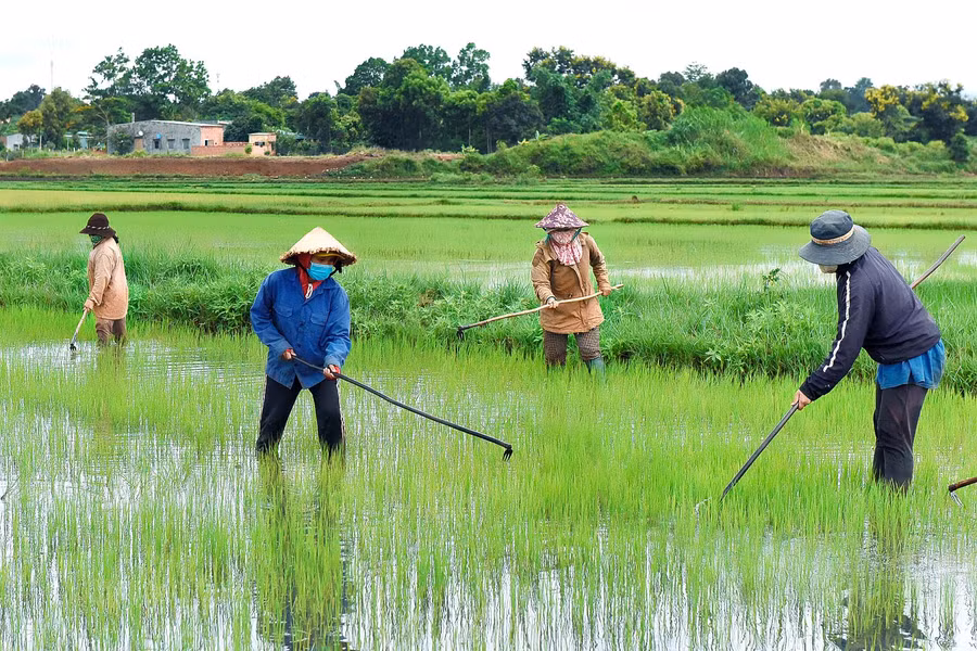 Người dân tham gia mô hình cánh đồng lúa một giống chăm sóc lúa sau sạ.