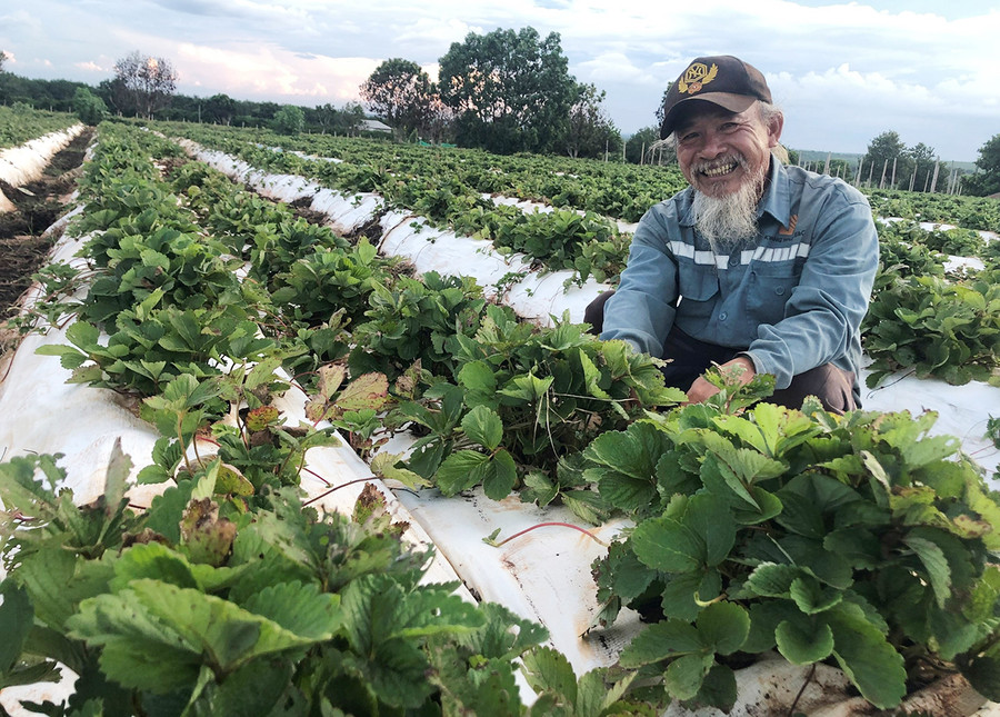 Ông Mai Văn Ở (thôn Hà Lòng 2, xã Kdang, huyện Đak Đoa) bên vườn dâu tây. Ảnh: Anh Huy