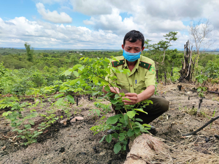 Đối với làng A Lao, Hạt Kiểm lâm huyện phối hợp với các ngành, đoàn thể tuyên truyền, vận động người dân tiếp tục bảo vệ những cánh rừng trắc và trồng mới. Ảnh: Hoành Sơn 1. Cây trắc con mọc lên từ phần rễ nằm sâu trong lòng đất