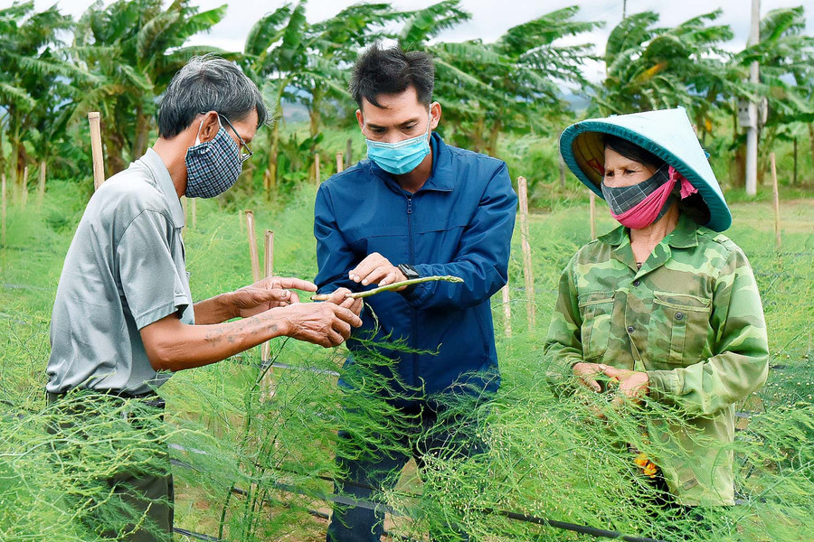6. Theo ông Nguyễn Văn Minh (thôn Tân Phong, xã Tân An), gia đình ông trồng măng tây được 5 tháng, đến nay đã cho thu hoạch. Mỗi ngày thu từ 4-5 kg, giá bán dao động từ 40-45 ngàn đồng/kg, mang lại nguồn thu cao gấp 2-3 lần các loại rau khác.