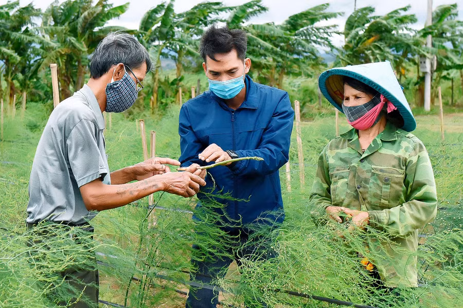 6. Theo ông Nguyễn Văn Minh (thôn Tân Phong, xã Tân An), gia đình ông trồng măng tây được 5 tháng, đến nay đã cho thu hoạch. Mỗi ngày thu từ 4-5 kg, giá bán dao động từ 40-45 ngàn đồng/kg, mang lại nguồn thu cao gấp 2-3 lần các loại rau khác.