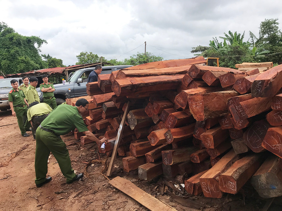 Gỗ lậu thu giữ tại DNTN Hùng Ny. Ảnh: Văn Ngọc Gỗ lậu thu giữ tại DNTN Hùng Ny. Ảnh: Văn Ngọc