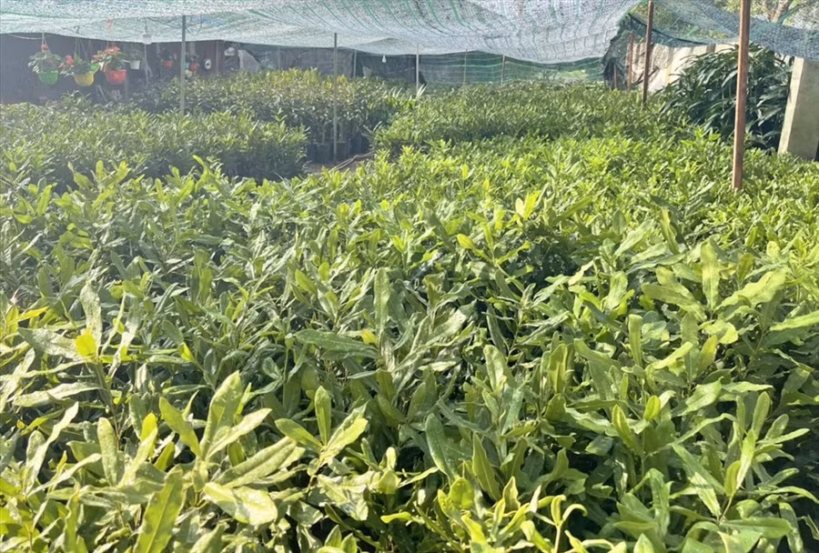 Cơ quan chức năng cần đánh giá mức độ phù hợp, tính hiệu quả giữa các dòng giống. Ảnh: Bảo Lâm