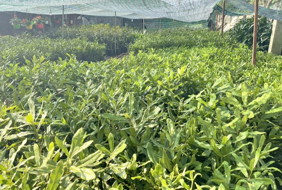 Cơ quan chức năng cần đánh giá mức độ phù hợp, tính hiệu quả giữa các dòng giống. Ảnh: Bảo Lâm