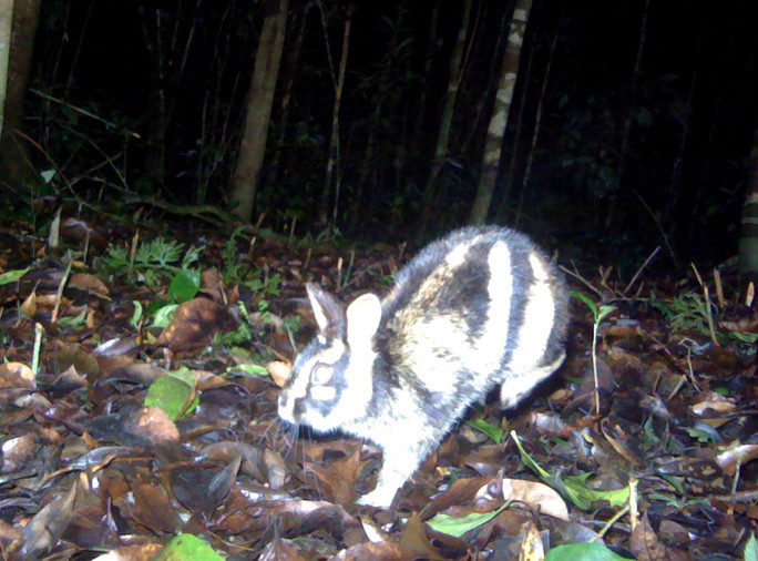 Thỏ vằn xuất hiện trong khuôn viên Vườn Quốc gia Bidoup - Núi Bà (Lâm Đồng). (Ảnh do Vườn Quốc gia cung cấp)