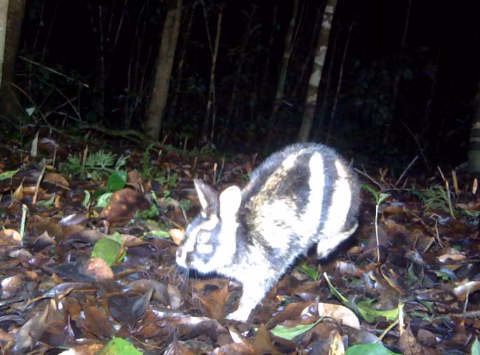 Thỏ vằn xuất hiện trong khuôn viên Vườn Quốc gia Bidoup - Núi Bà (Lâm Đồng). (Ảnh do Vườn Quốc gia cung cấp)