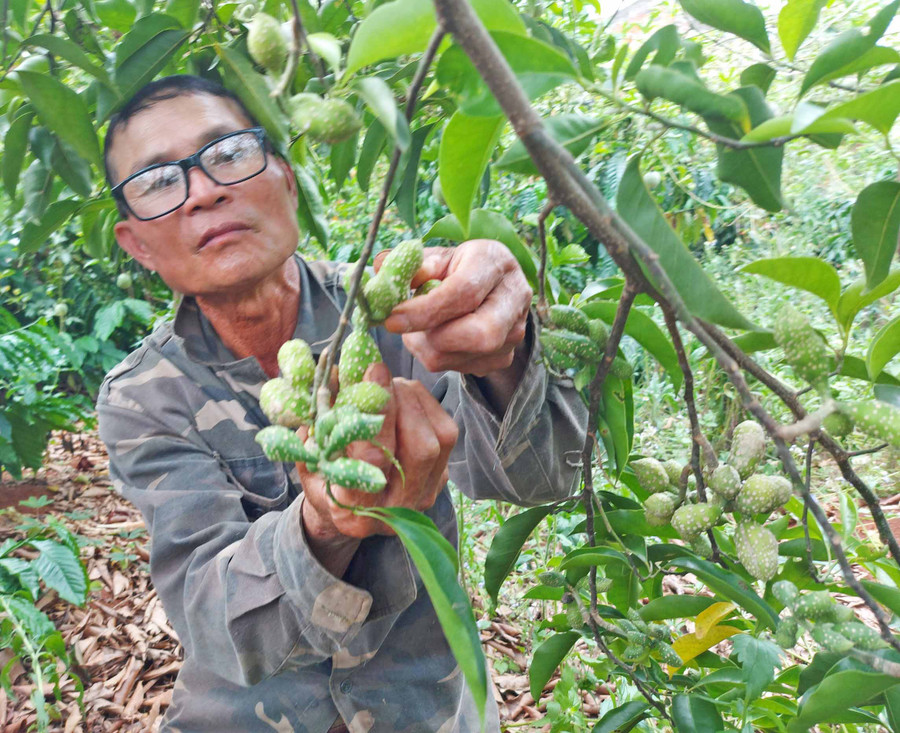 Ông Nguyễn Văn Thẩm (thôn 1, xã Sơ Pai, huyện Kbang) khấp khởi mong chờ vụ thu hoạch dổi đầu tiên sau 3 năm trồng. Ảnh: Hoành Sơn