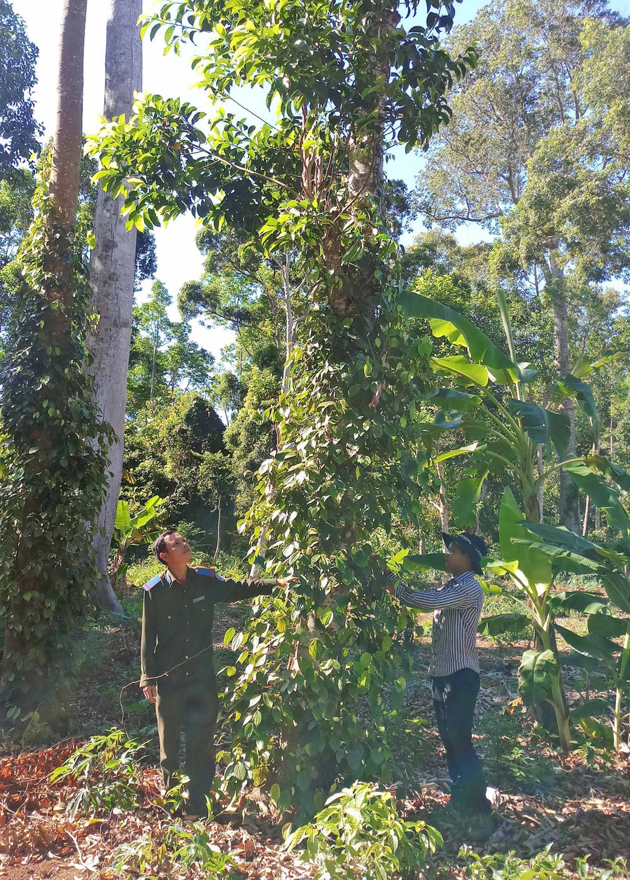 Ông Nguyễn Văn Thẩm (thôn 1, xã Sơ Pai, huyện Kbang) khấp khởi mong chờ vụ thu hoạch dổi đầu tiên sau 3 năm trồng. Ảnh: Hoành Sơn