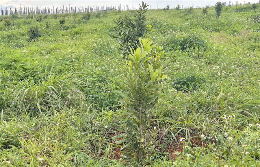 Hiện nay, địa bàn tỉnh Đắk Nông phổ biến khoảng 15 dòng giống mắc ca khác nhau. Ảnh: Bảo Lâm