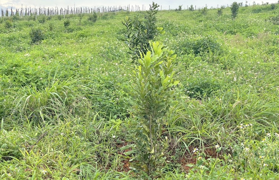 Hiện nay, địa bàn tỉnh Đắk Nông phổ biến khoảng 15 dòng giống mắc ca khác nhau. Ảnh: Bảo Lâm