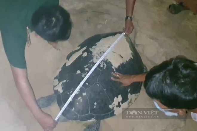 Rùa biển vào bờ đẻ trứng, sau khi đẻ xong được người dân đo kích thước. Ảnh: TB. Rùa biển vào bờ đẻ trứng, sau khi đẻ xong được người dân đo kích thước. Ảnh: TB.