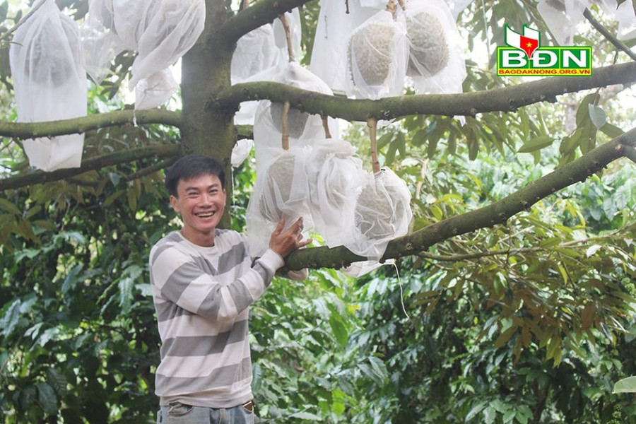 Anh Hoàng, xã Nhân Cơ (Đắk R’lấp, tỉnh Đắk Nông) vui mừng vì trồng sầu riêng theo phương pháp tự nhiên đạt kết quả cao Anh Hoàng, xã Nhân Cơ (Đắk R’lấp, tỉnh Đắk Nông) vui mừng vì trồng sầu riêng theo phương pháp tự nhiên đạt kết quả cao