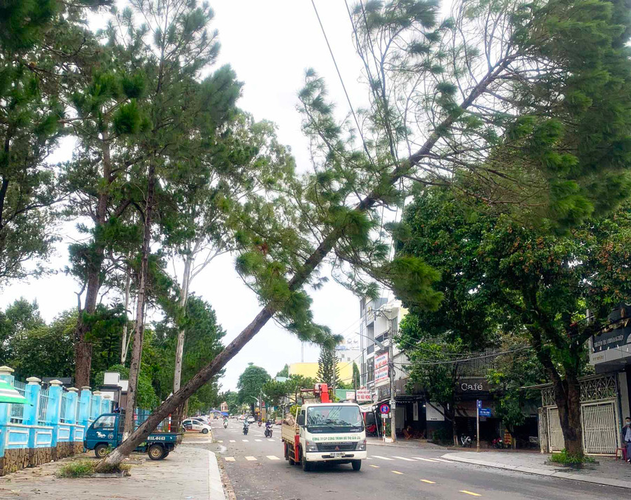 Cây xanh bị ngã đổ tại ngã ba đường Wừu-Võ Thị Sáu (TP. Pleiku). Ảnh: Hà Duy