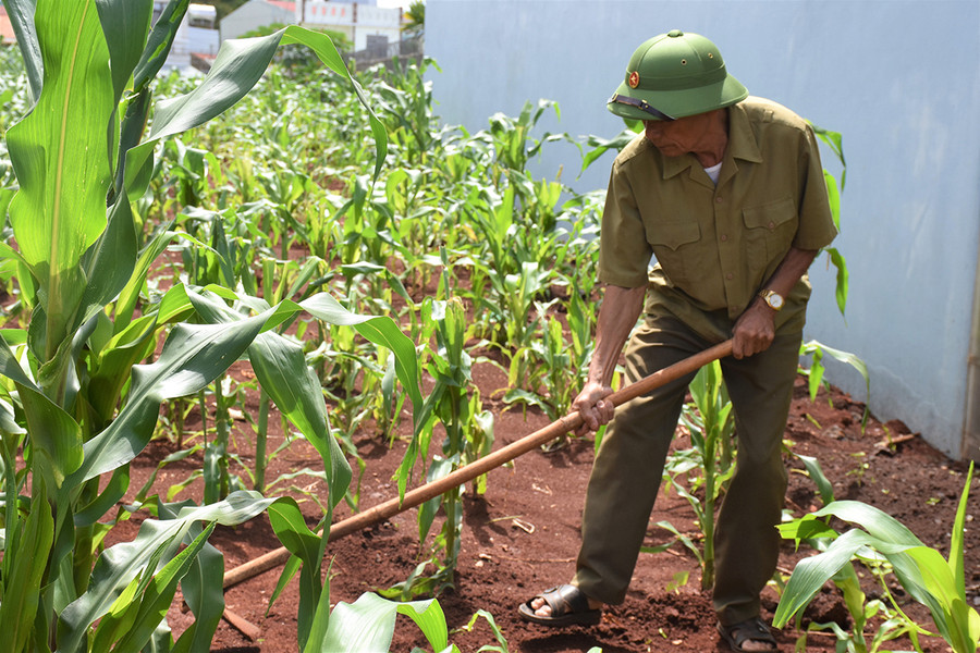 Dù đã ngoài 70 tuổi, nhưng ông Nguyễn Trung Thành vẫn hăng say lao động sản xuất. Ảnh: Trần Dung Dù đã ngoài 70 nhưng ông Nguyễn Trung Thành vẫn hăng say lao động sản xuất. Ảnh: Trần Dung