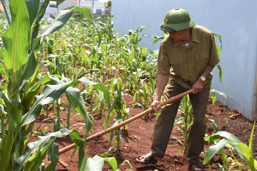 Dù đã ngoài 70 nhưng ông Nguyễn Trung Thành vẫn hăng say lao động sản xuất. Ảnh: Trần Dung