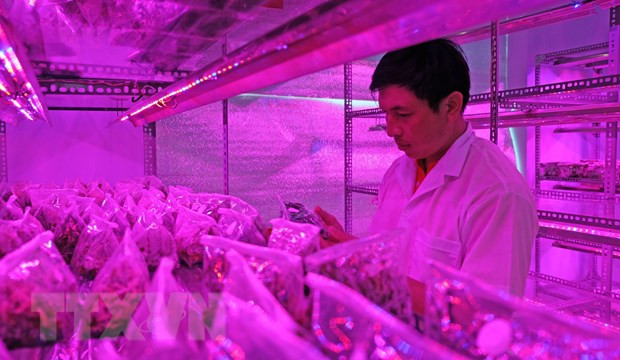 Ông Phan Quốc Chính, Phó giám đốc Trung tâm Ứng dụng khoa học và công nghệ Lâm Đồng, chủ nhiệm đề tài bên trong phòng thí nghiệm nuôi cấy mô lan Giả hạc Di Linh. (Ảnh: Nguyễn Dũng/TTXVN).