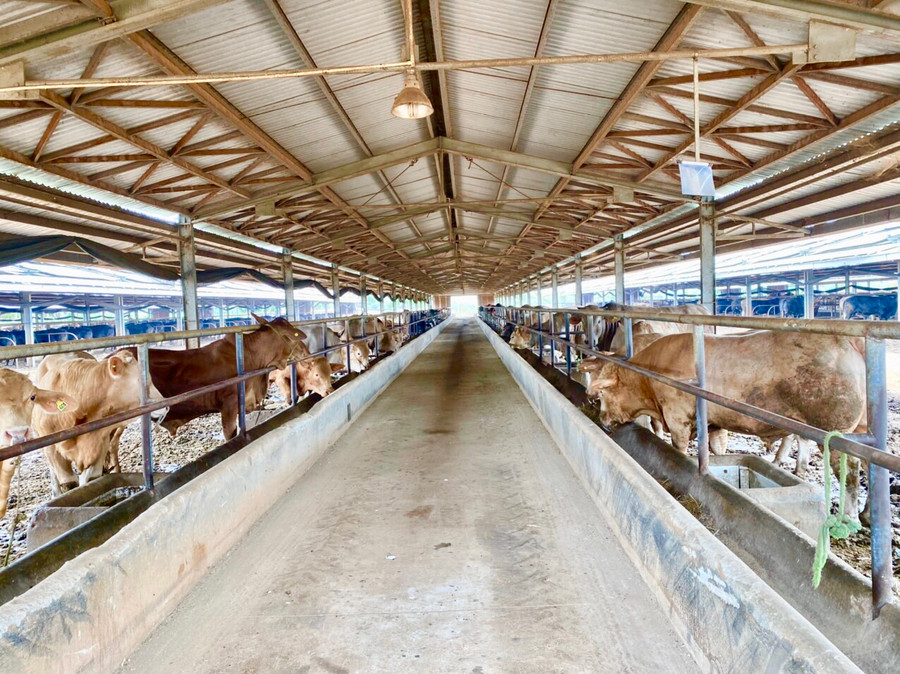  Dự án chăn nuôi bò của Công ty TNHH một thành viên 74 (Binh đoàn 15) tại huyện Đức Cơ. Ảnh: Hà Duy