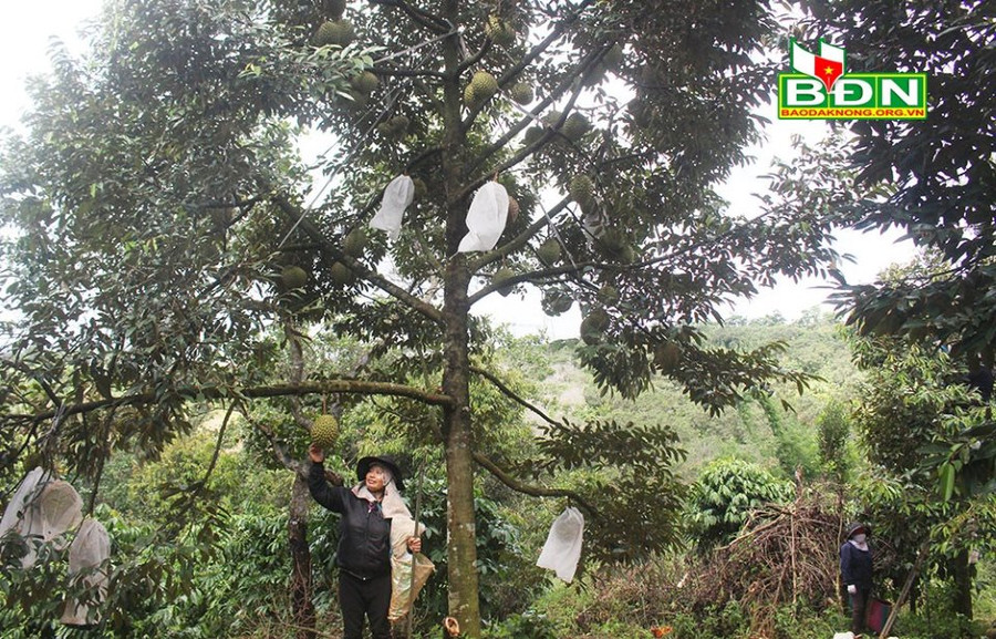 Nhờ được chăm sóc đúng kỹ thuật, nên vườn sầu riêng của gia đình bà Trần Thị Tươi cho quả nhiều, to đều và chất lượng được đánh giá khá cao