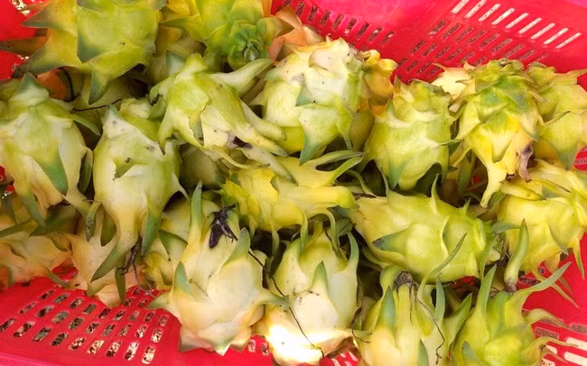 Mô hình trồng thanh long vỏ vàng ở xã Hàm Cường, huyện Hàm Thuận Nam. Ảnh: Hồng Hà.