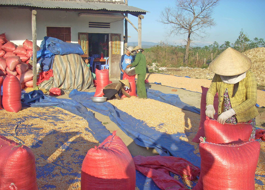 Nông dân huyện Kông Chro trong mùa thu hoạch (4415)