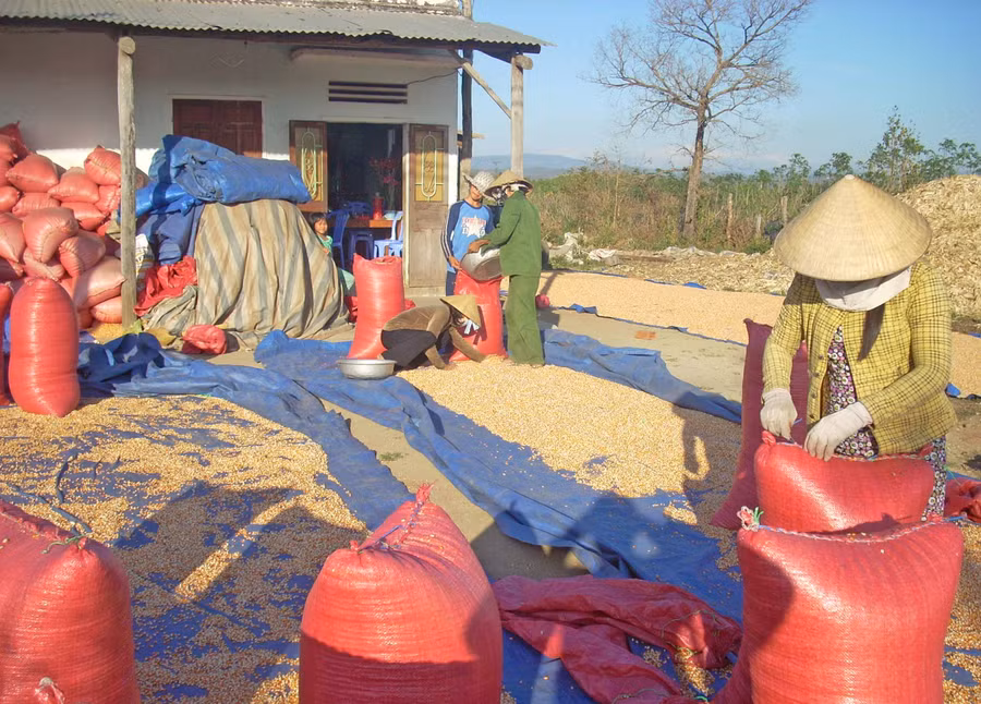 Nông dân huyện Kông Chro trong mùa thu hoạch (4415)