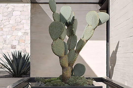 Đôi khi một cây xương rồng cao lớn cũng đủ làm nên tiểu cảnh lạ mắt. (Ảnh minh hoạ)