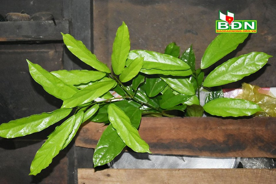 Lá Rnhao được người M'nông hái từ rừng về chế biến món ăn