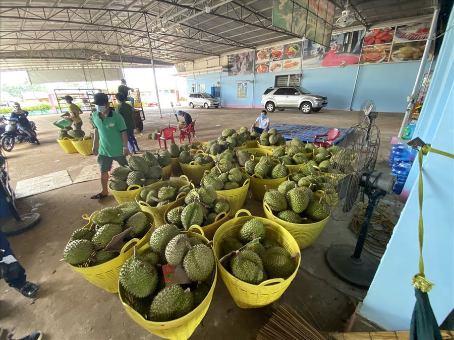 Thương lái đến Đắk Lắk thu mua, vận chuyển nông sản đi tiêu thụ. Ảnh: N.G Thương lái đến Đắk Lắk thu mua, vận chuyển nông sản đi tiêu thụ. Ảnh: N.G