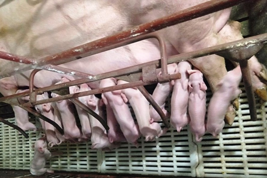 Giá lợn hơi giảm mạnh, người chăn nuôi có nguy cơ thua lỗ. Ảnh: Văn Hanh Giá lợn hơi giảm mạnh, người chăn nuôi có nguy cơ thua lỗ. Ảnh: Văn Hanh