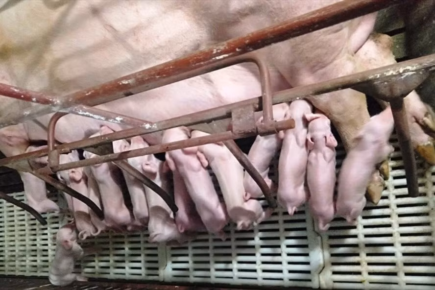  Giá lợn hơi giảm mạnh, người chăn nuôi có nguy cơ thua lỗ. Ảnh: Văn Hanh