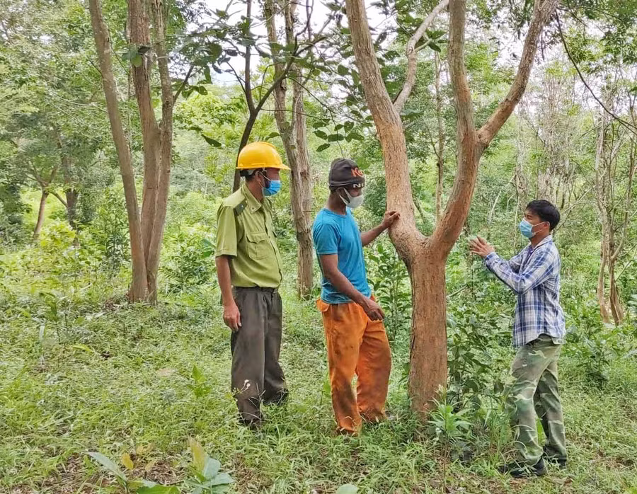Dân làng A Lao chung tay bảo tồn giống cây quý. Ảnh: Hoành Sơn