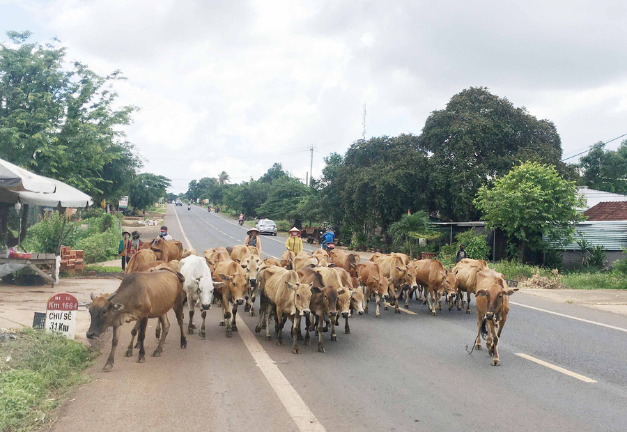 Người dân cần hạn chế việc chăn nuôi thả rông nhằm hạn chế sự lây lan của dịch bệnh- Ảnh Quang Tấn.jpg